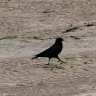 Carrion Crow