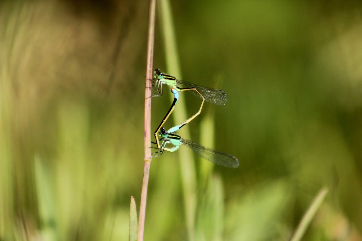 Rambur's Forktail Damselfly