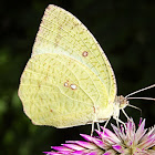 Mottled Emigrant