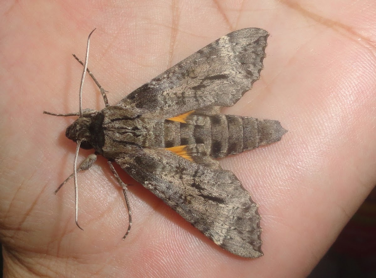 Moth Isognathus