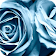 Sweet Rose Wallpaper icon