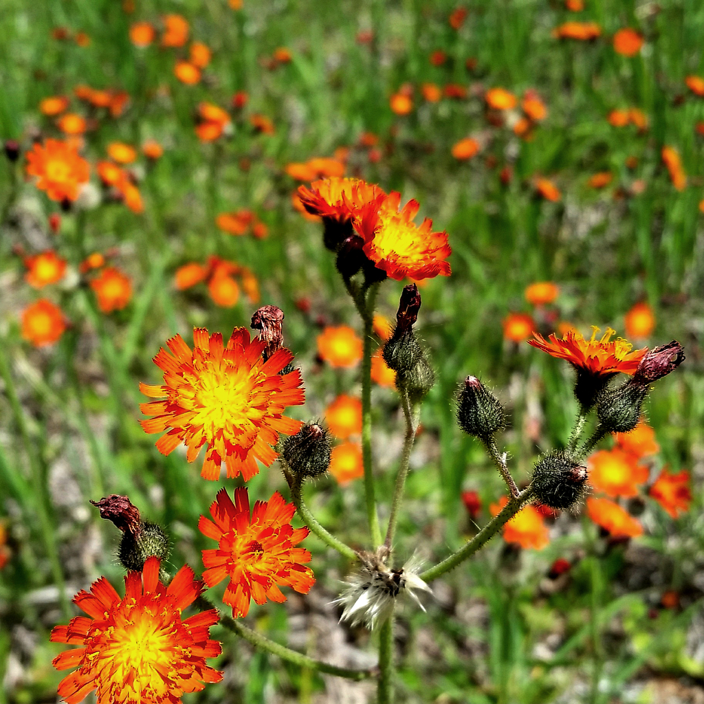 Orange Hawkweed