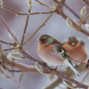 Two birds perched on a branch