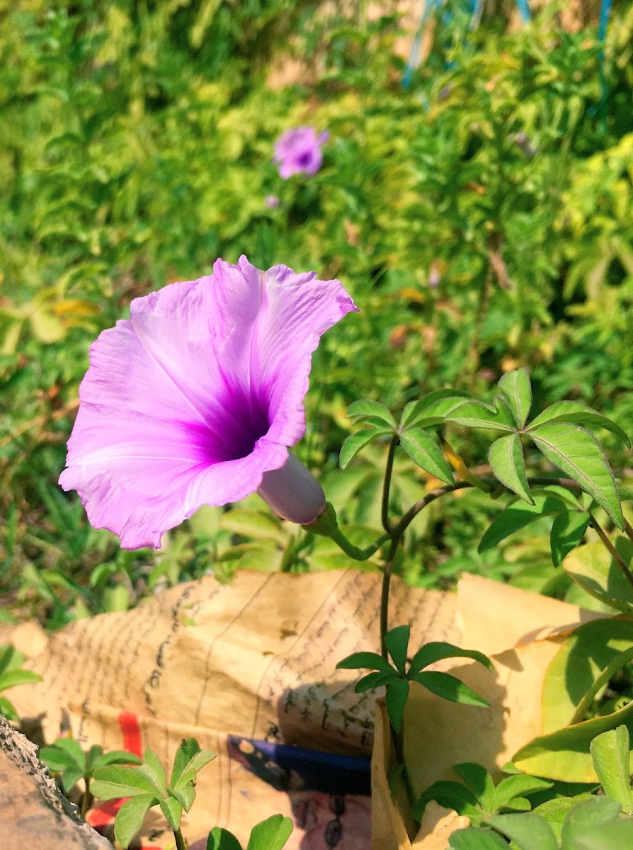 Ipomoea purpurea