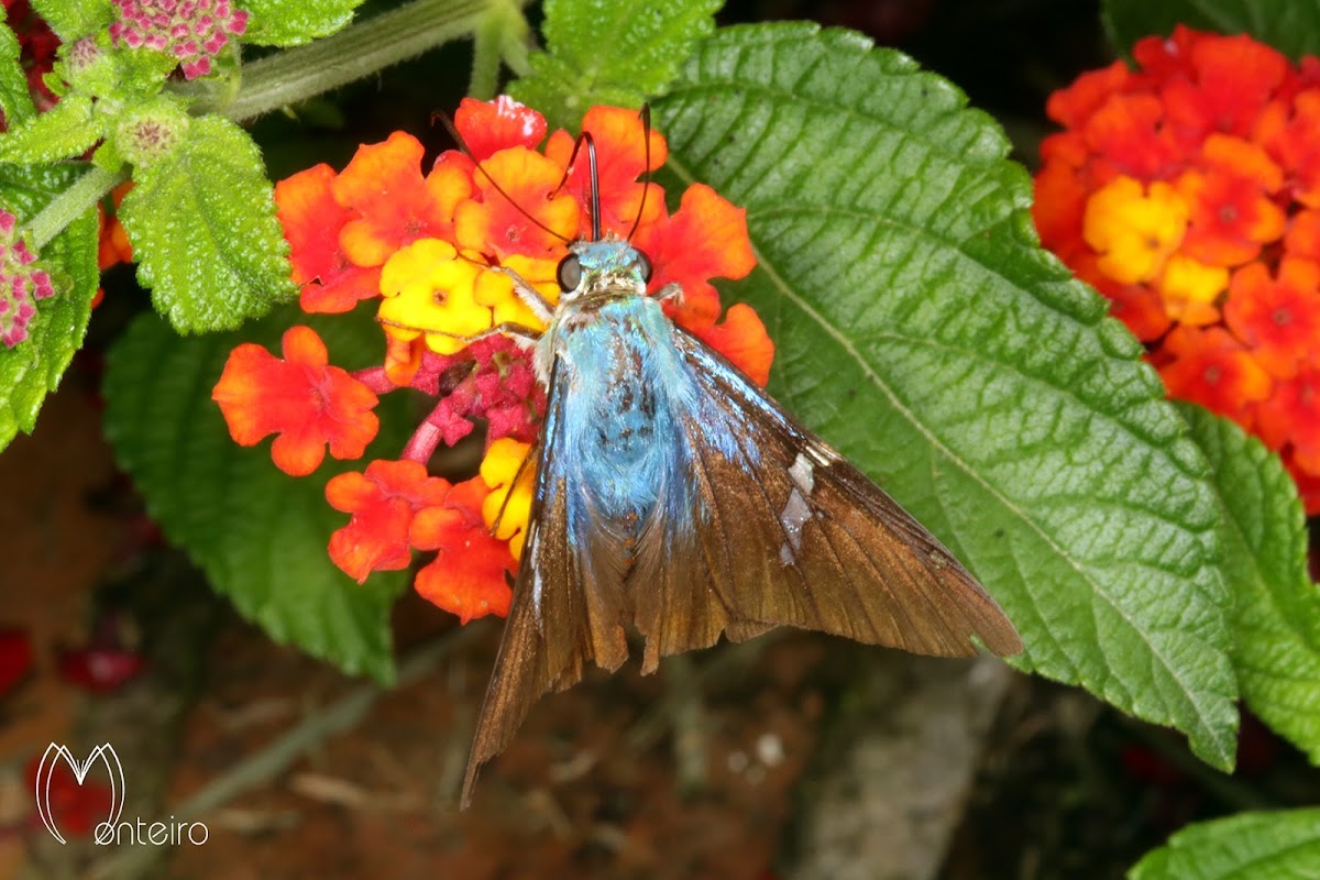 Two-barred flasher