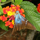 Two-barred flasher