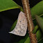 White Moth Planthopper