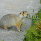 Russet ground squirrel