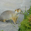 Russet ground squirrel