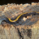 Two-coloured flatworm