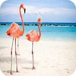 Cover Image of Download Flamingo Wallpaper Best 4K 1.03 APK