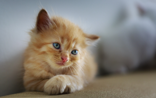 The Ginger Kittens Pensive Pose Preview 1