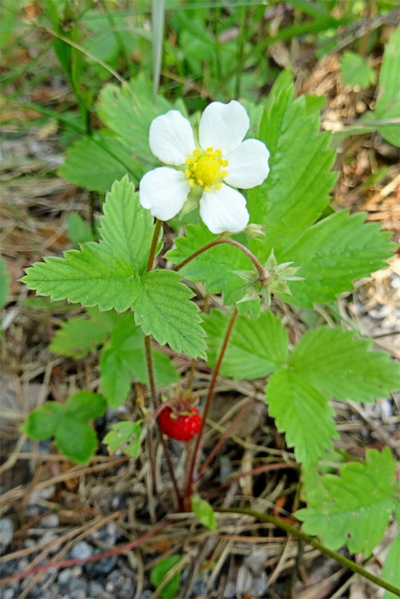 Wild Strawberry