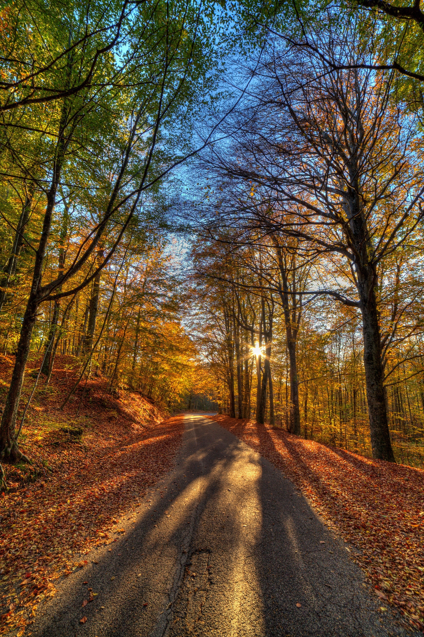 La strada attraverso il bosco di Marcello545