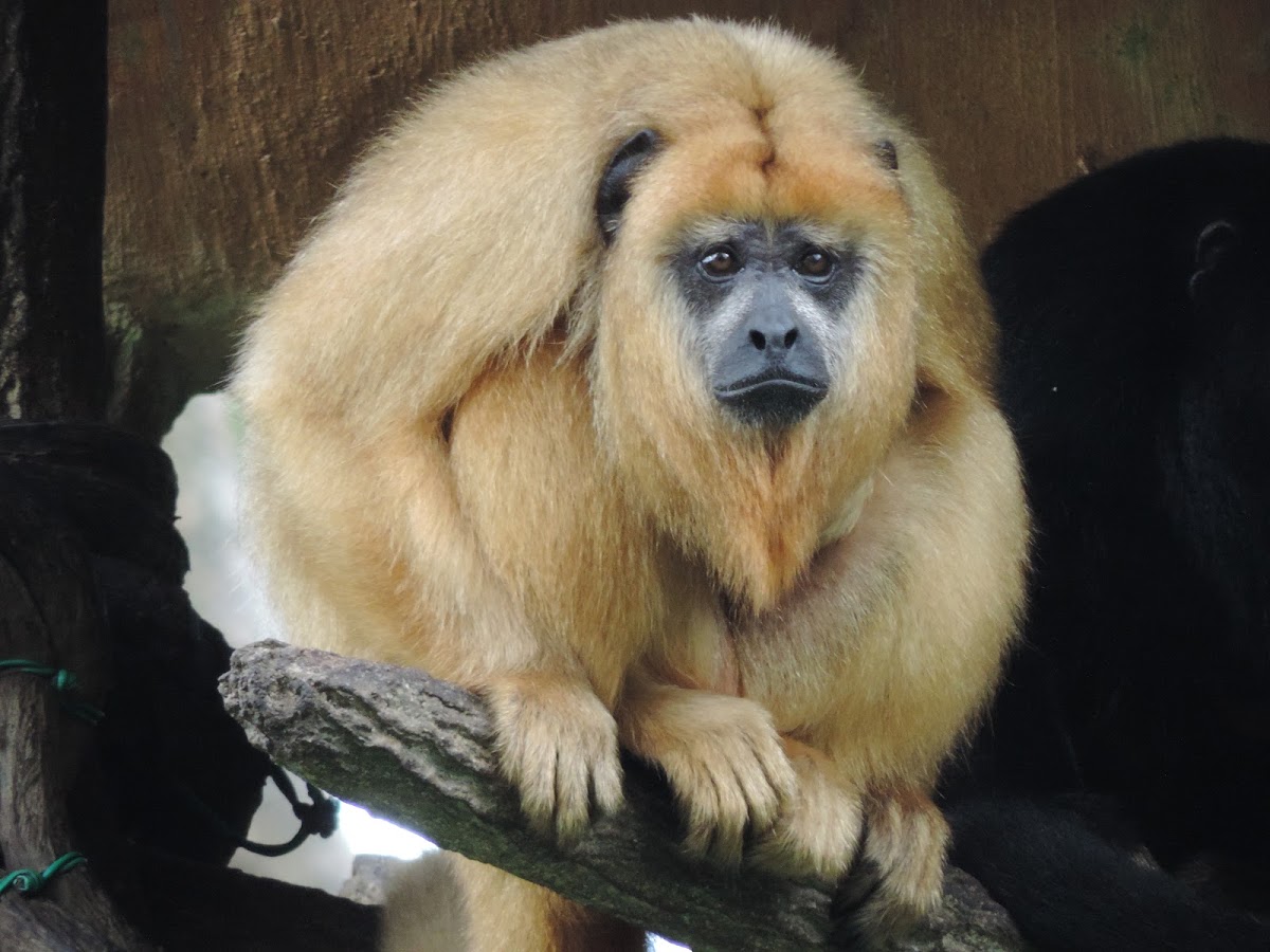 Black howler monkey (female)