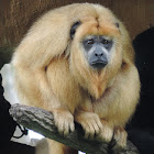 Black howler monkey (female)