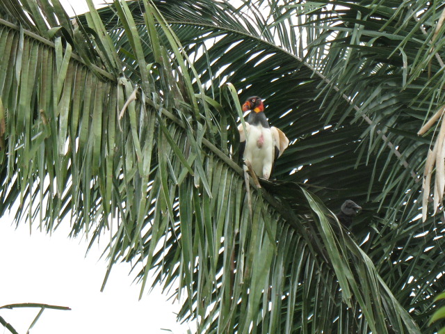 King vulture