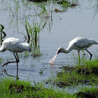 african spoonbill