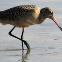 Marbled Godwit