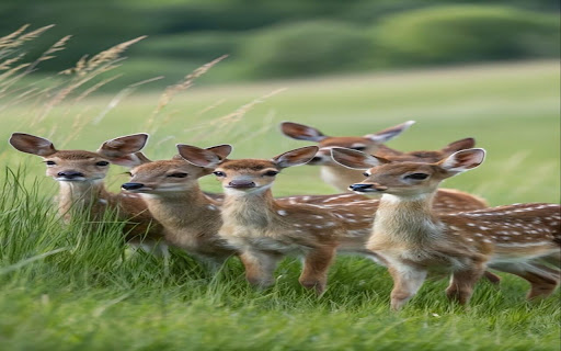 Fawn Wallpaper screenshot 1