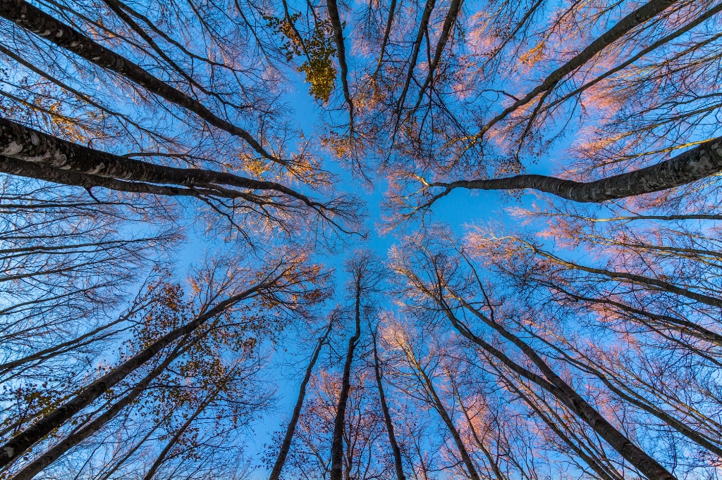 Autumn Trees di fedevphoto