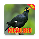 Download Kicau Beo Offline 2019 For PC Windows and Mac 1.0