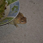 Southern Toad