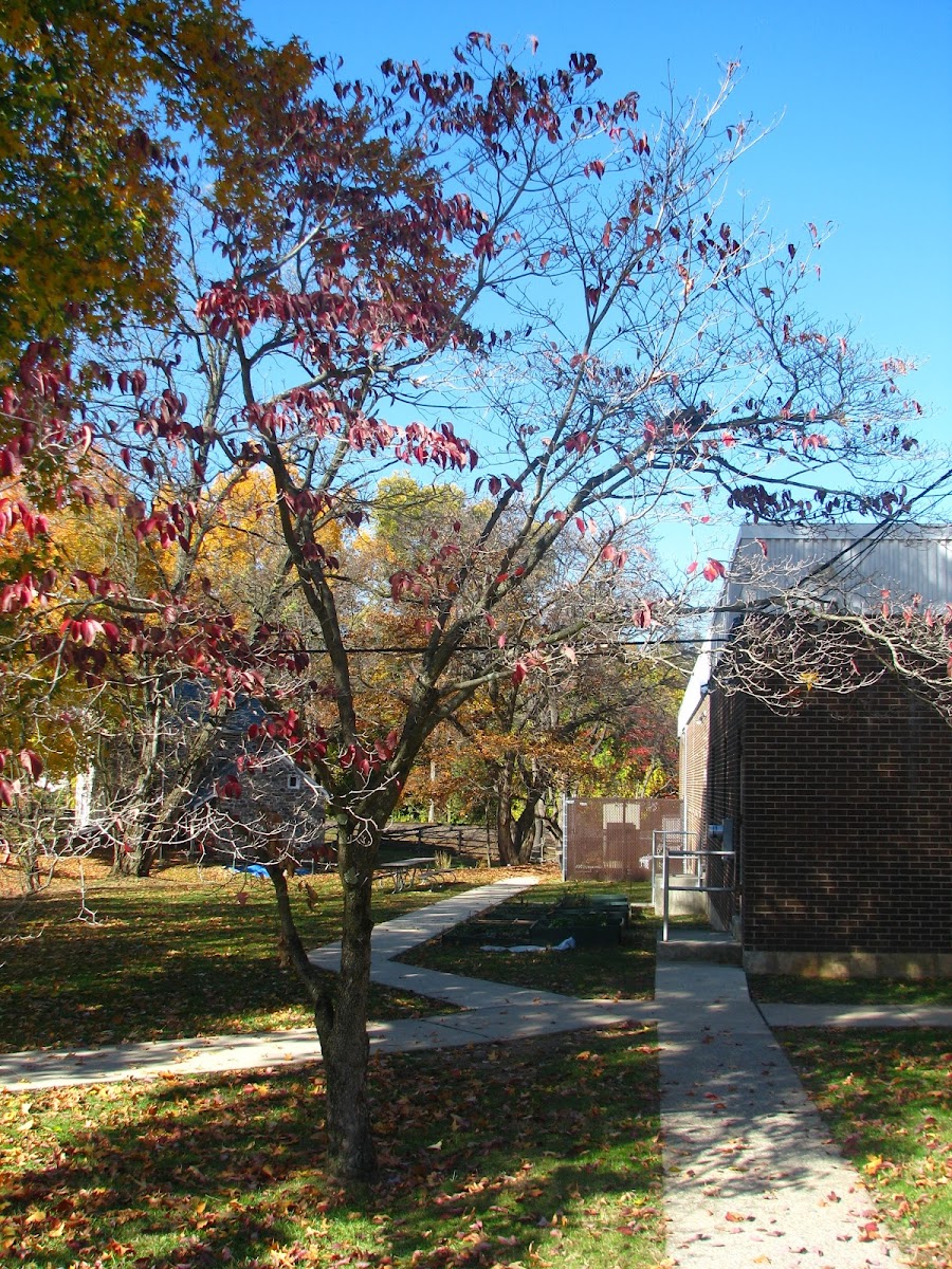 dogwood tree