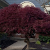 Japanese Maple Tree