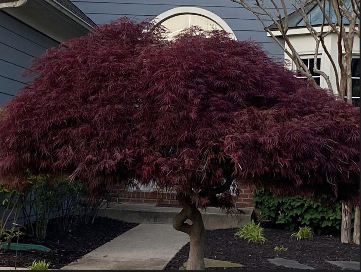 Japanese Maple Tree