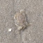 Ghost Crab