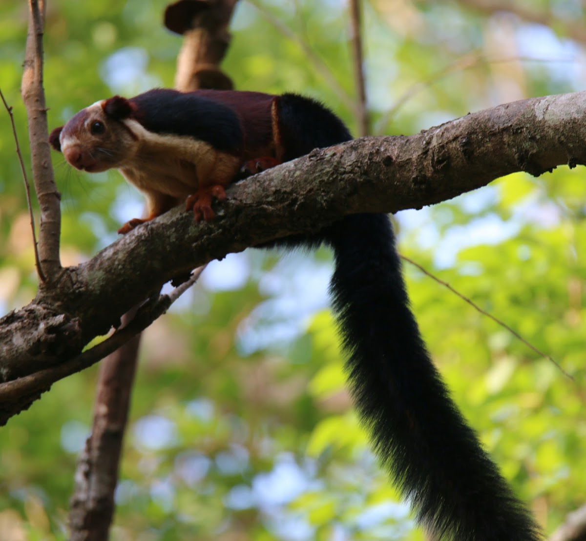 Malabar giant squirrel