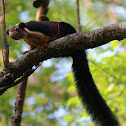 Malabar giant squirrel