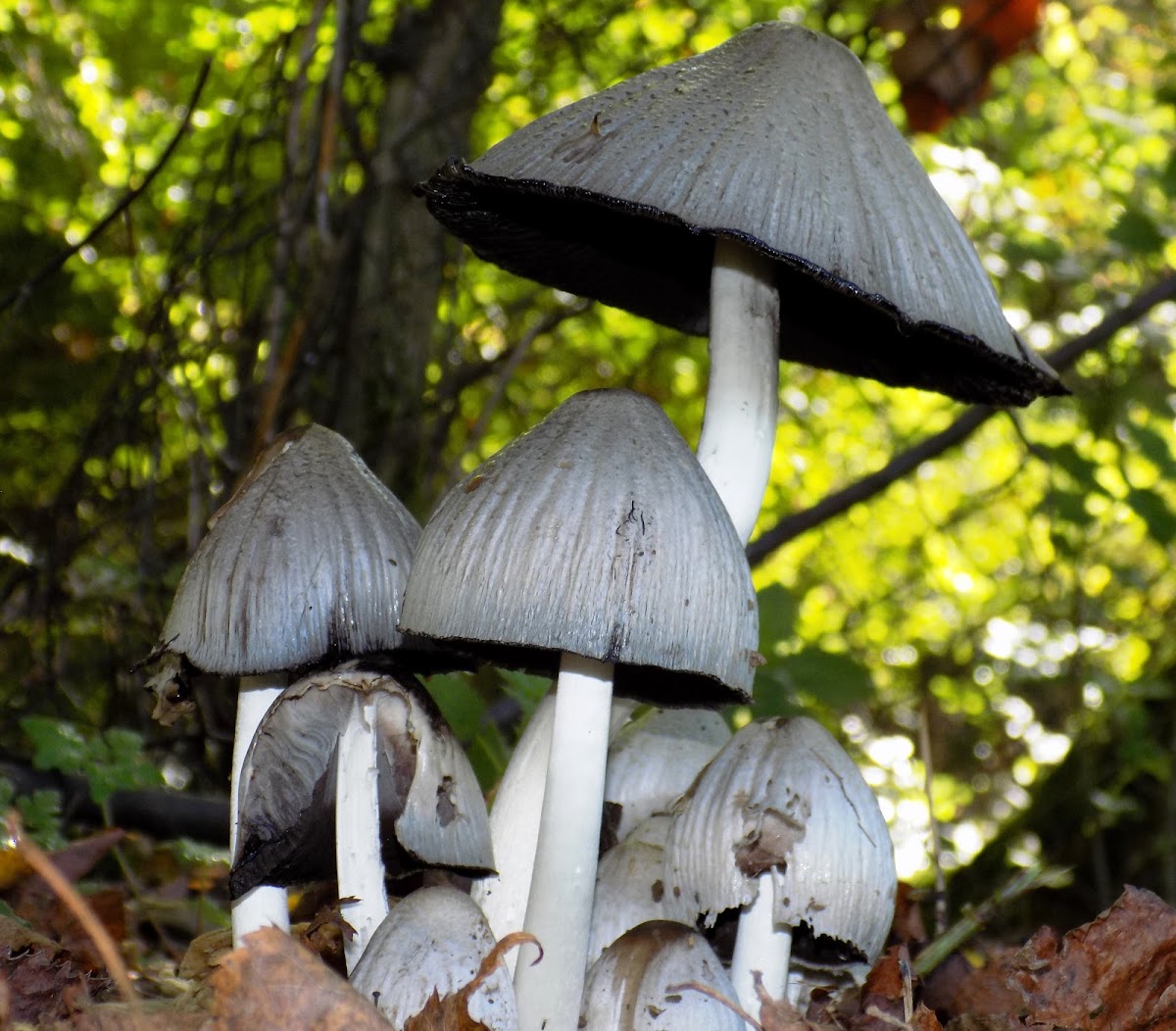 Inky cap