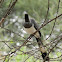 White Bellied Go-Away Bird