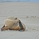 New Zealand Sea Lion (female)