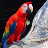 Scarlet Macaw