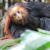 Golden headed lion tamarin