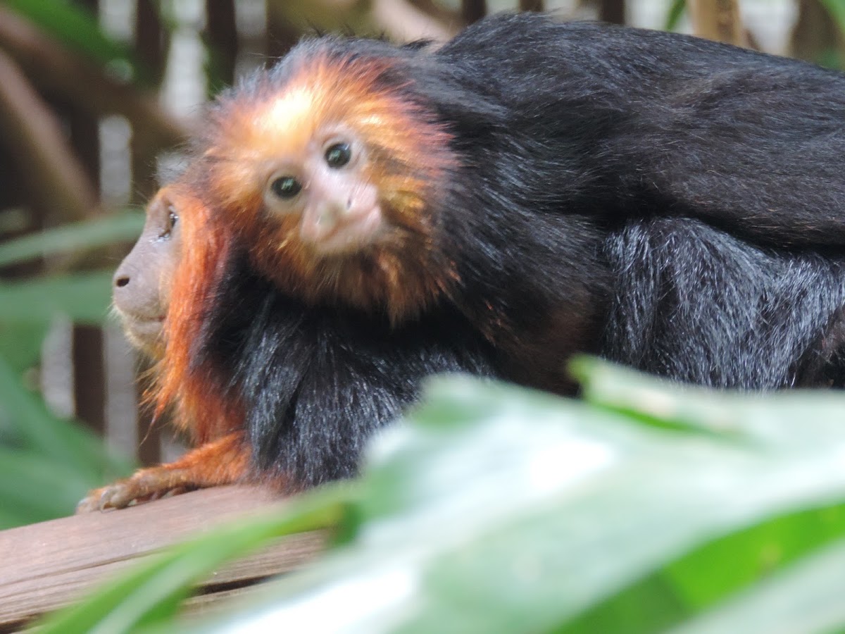 Golden headed lion tamarin