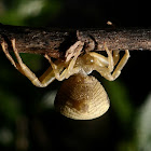 Crab spider