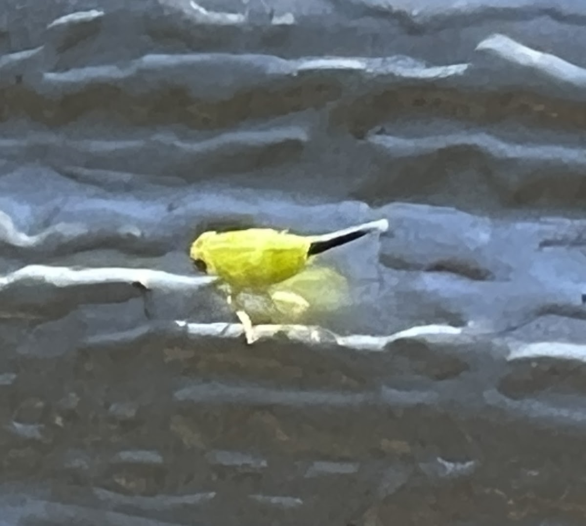 Issid Planthopper Nymph