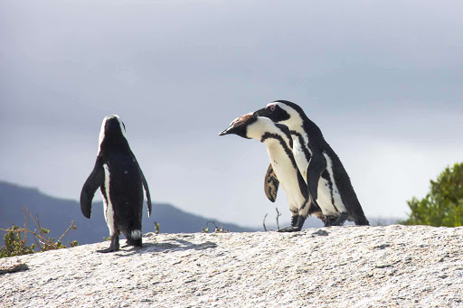 Penguins in Africa? Yes. You can spot them along the Western Cape of South Africa. 