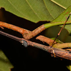 Stick Insect, Phasmid - Female