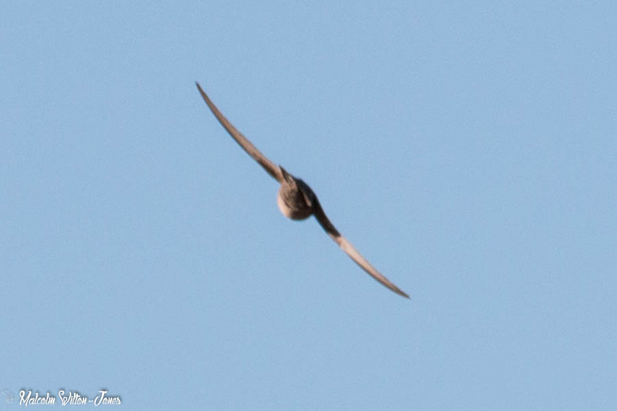 Crag Martin; Avión Roquero