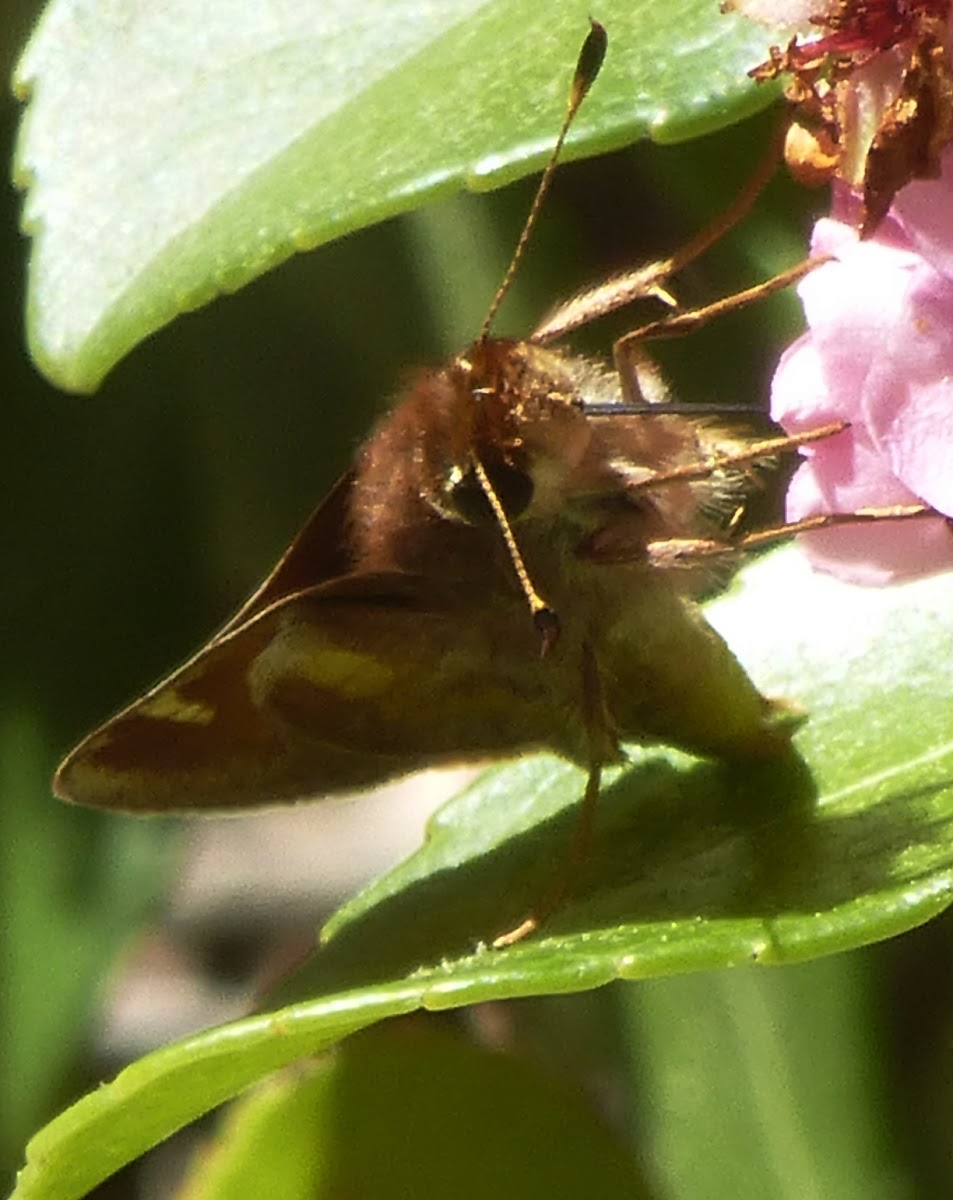 Umber Skipper