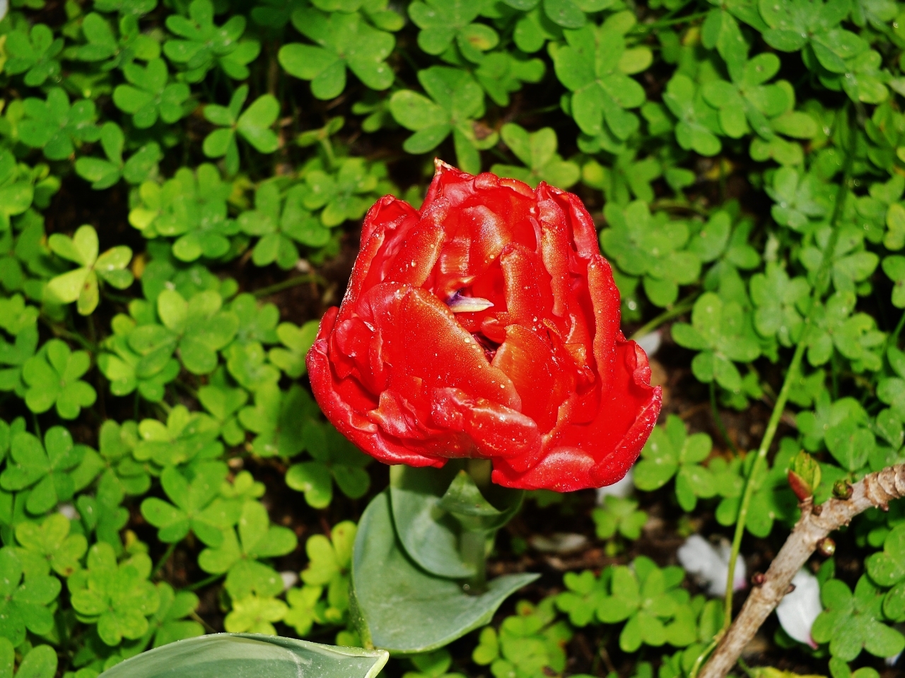 red fire tulip... di Andrea_Usai95