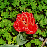red fire tulip... di 