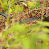 Eastern Black Racer Snake