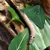 Pale Brown Hawk Moth