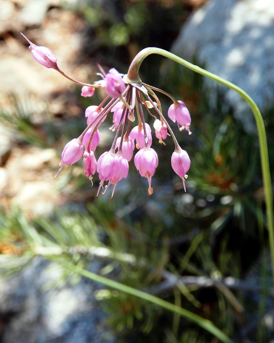 Nodding Onion